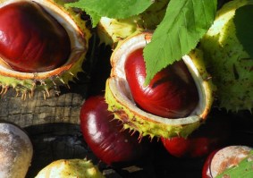 1d34c942331d57a454c786b5e53c44db_large