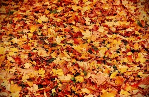 CC BY-NC-ND Bruno Monginoux www.photo-paysage.com www.landscape-photo.net